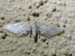 Idaea furciferata