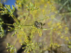Eurydema lundbladi