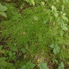 Equisetum pratense