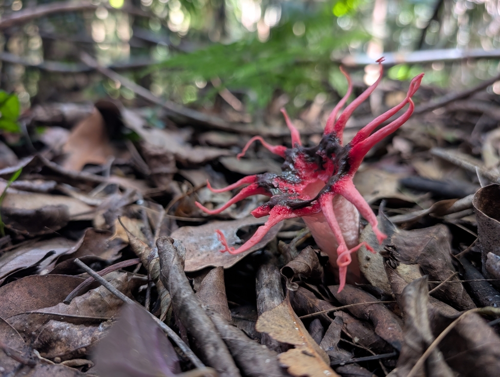 Aseroe rubra · February 2025 · photo: © scott893 (iNaturalist, cc-by)