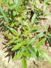 Vigna subterranea