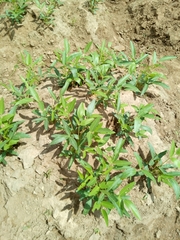 Vigna subterranea