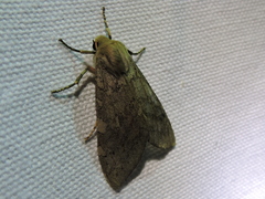 Pseudohemihyalea labecula