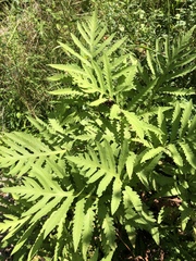 Onoclea sensibilis
