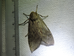 Pseudohemihyalea labecula