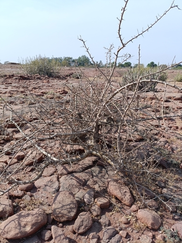 Image of Commiphora wightii by (c) Malaika Mathew Chawla, some rights reserved (CC BY)
