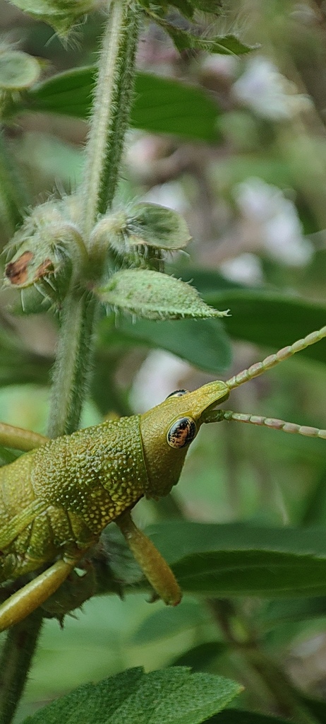 Chirindites