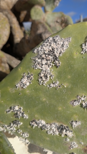 True cochineal bug photo 2