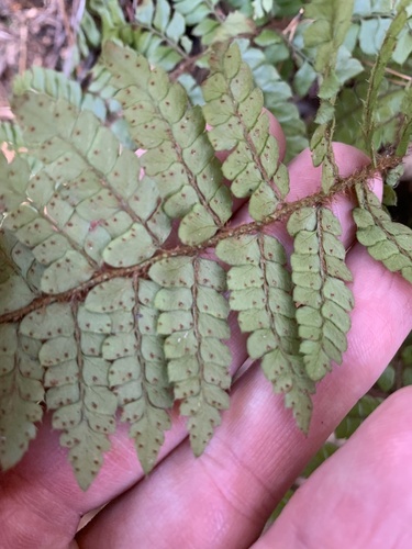 Polystichum tagawanum iNat (1)