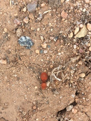 Sphaeropthalma unicolor