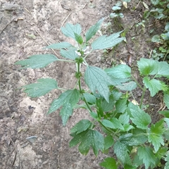 Leonurus quinquelobatus