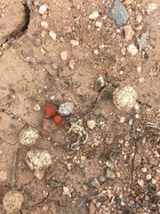 Sphaeropthalma unicolor