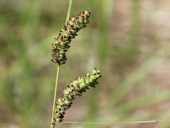 Carex schmidtii