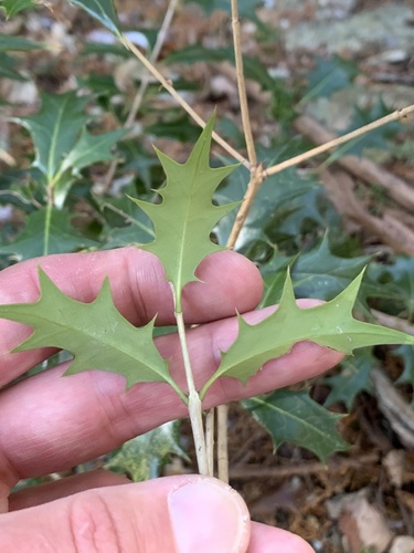 Osmanthus heterophyllus