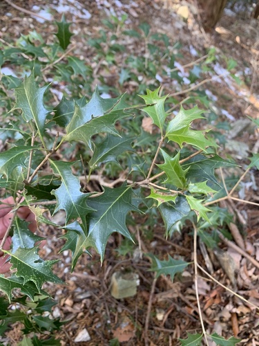 Osmanthus heterophyllus