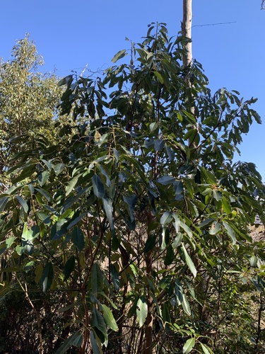 Daphniphyllum macropodum, photograph 5