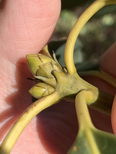 Daphniphyllum macropodum, photograph 3