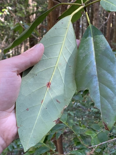 Daphniphyllum macropodum, photograph 4