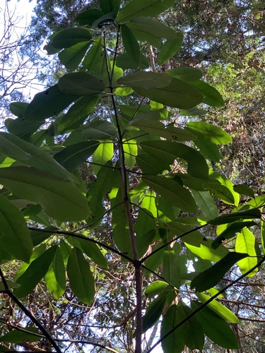 Daphniphyllum macropodum, photograph 2