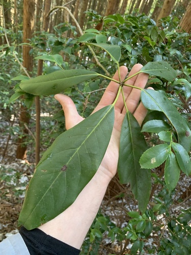 Daphniphyllum macropodum (Daphniphyllum macropodum)