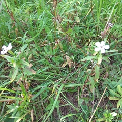 Saponaria officinalis