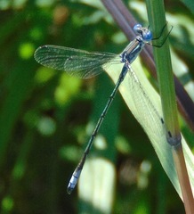 Lestes unguiculatus