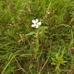 Saponaria officinalis