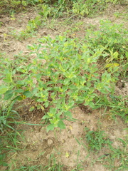 Acanthospermum hispidum