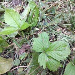 Fragaria vesca