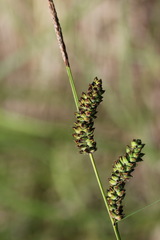 Carex schmidtii
