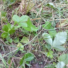Fragaria vesca