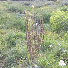 Verbascum nigrum