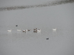 Anser anser domesticus