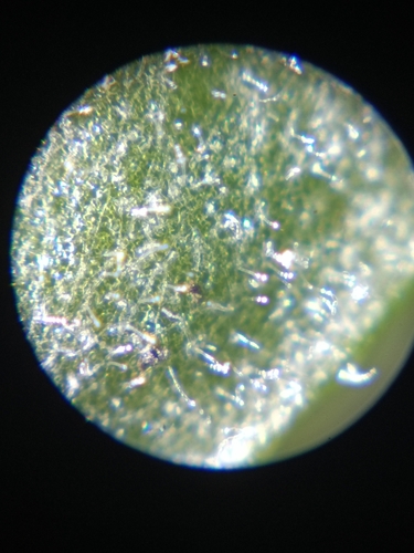 Neoerysiphe galii