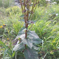 Verbascum nigrum