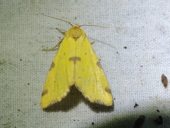 Azenia perflava