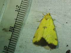 Azenia perflava