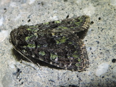 Paramiana smaragdina