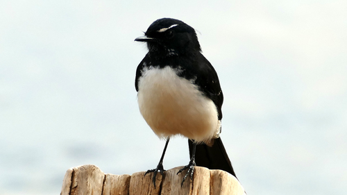 Willie Wagtail, photo 8 of 10