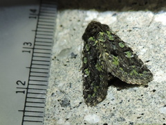 Paramiana smaragdina