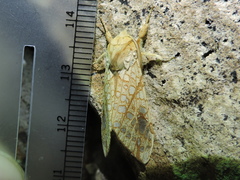 Lophocampa bicolor