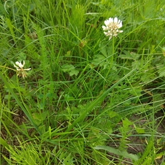 Trifolium repens