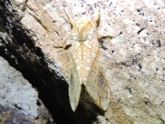Lophocampa bicolor