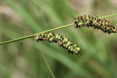 Carex schmidtii