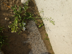 Capsella bursa-pastoris