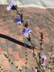 Cichorium intybus