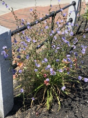 Cichorium intybus