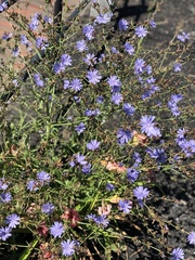 Cichorium intybus
