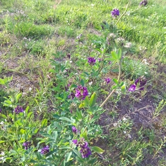 Medicago sativa