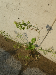 Capsella bursa-pastoris